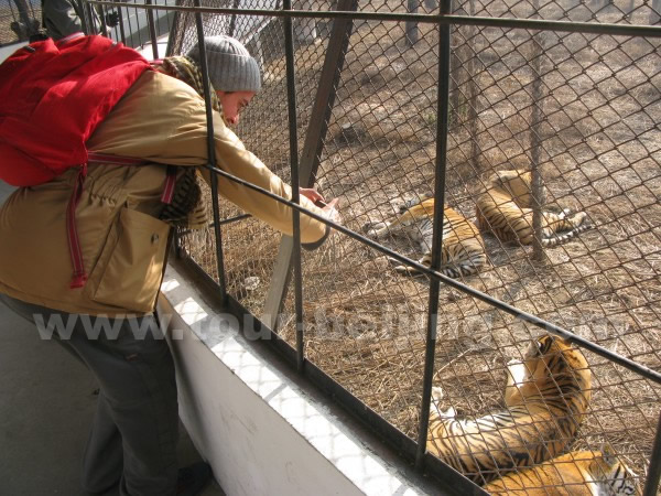 Siberian Tiger Park Harbin